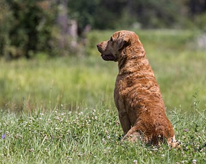 Odie