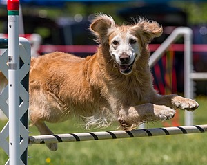 20170520-NEAT-1601.jpg