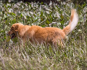 Bowie Mack