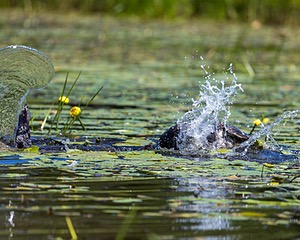 Otter Henry