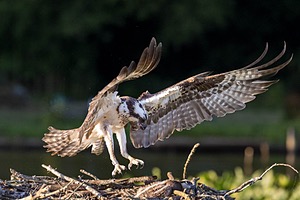 Osprey, Maryland