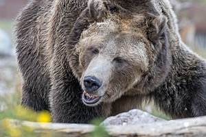 Grizzly & Wolf Discovery Center, West Yellowstone