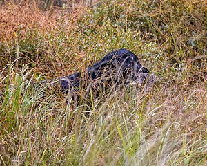 Willow Fuchs