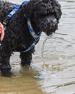 Oceano Robinson