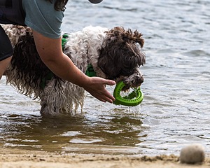 Pebble Ferrandino