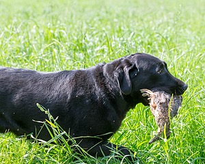 Pepper Ungar