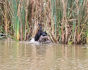 20150913-SEAW-0687.jpg