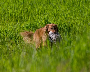 20170604-SEAL-0022.jpg