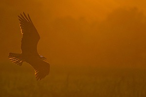 Osprey, Maryland
