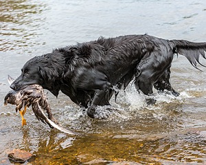 Ripple