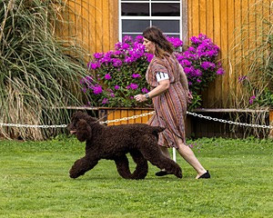 11 - GCH CH BREKKON'S FIRST MARK BN RN CGC TKN (Hunny)
