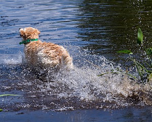 Rio Drager