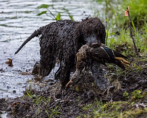 Ghillie Kezer