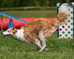 20170520-NEAT-0945.jpg