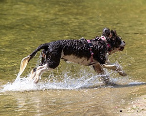 Tillie Lattrell