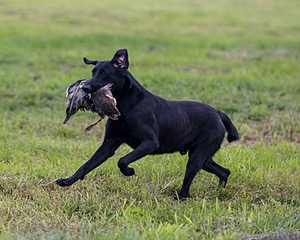 Cane Robichaud