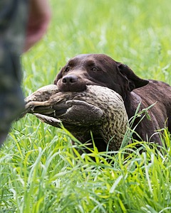 20160604-SEAL-1212.jpg