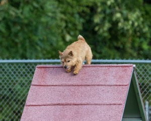 Fenway Miller
