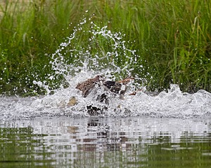 20130713-MHB2-0128.jpg