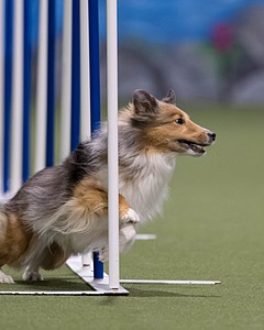 Leo Hacker