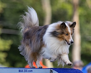 Sasha Ko