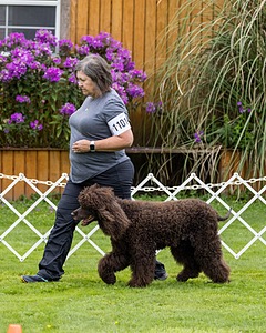 1101 - FINNIBONE'S CUZ MAMA CAN RE DS DJA CGC TKN VHMA (Mama Cass)