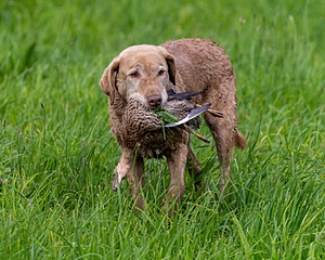 20170603-SHRL-0768.jpg
