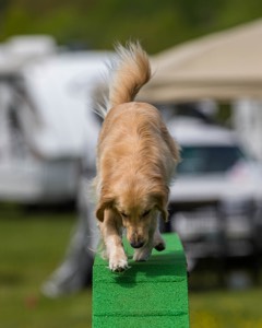 Ollie Erbe
