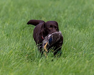 20170603-SHRL-1011.jpg
