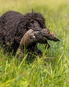 Ghillie Kezer