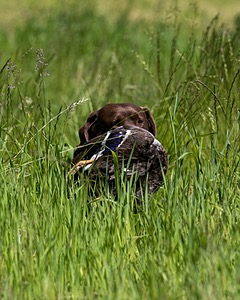 20170604-SEAL-1013.jpg