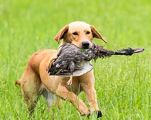 Beau Ouellette
