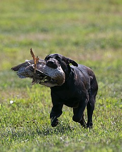 Moose Planty