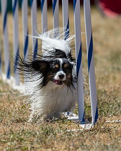 20160618-CCKC-2063.jpg