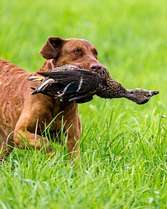 20170603-SHRL-0964.jpg