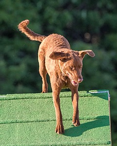 Tillie Cross