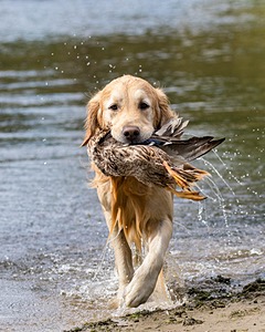 Ghillie Deresienska