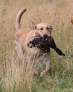 RUFF Millheim