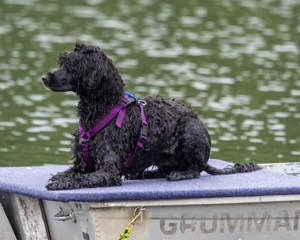 Boaty Bellicose