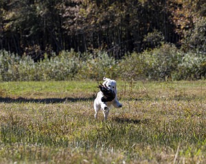 Piper Lanagan