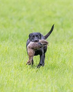 20170603-SHRL-1204.jpg