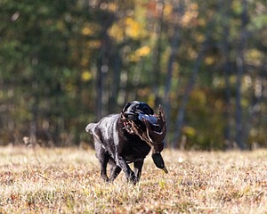 20201011-VetL-0114.jpg