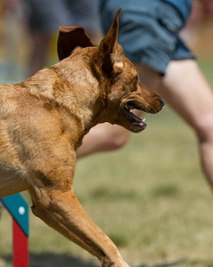 20150613-CCKC-0115.jpg