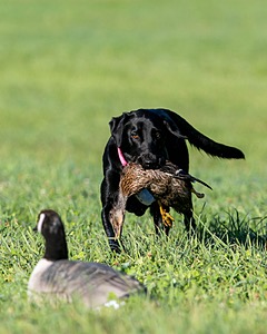 20150912-SHRL-0011.jpg