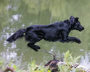Ziva Millikin