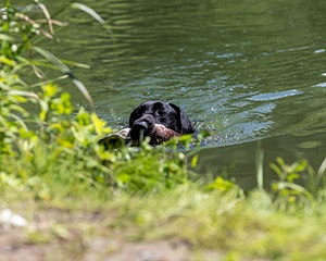 Otter Marro