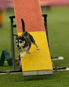 Rocky Kolakowski