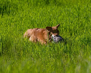 20170604-SEAL-0020.jpg