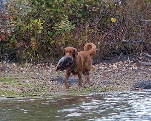 Tracker