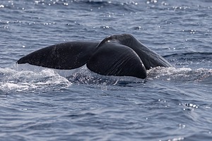 Sperm Whale